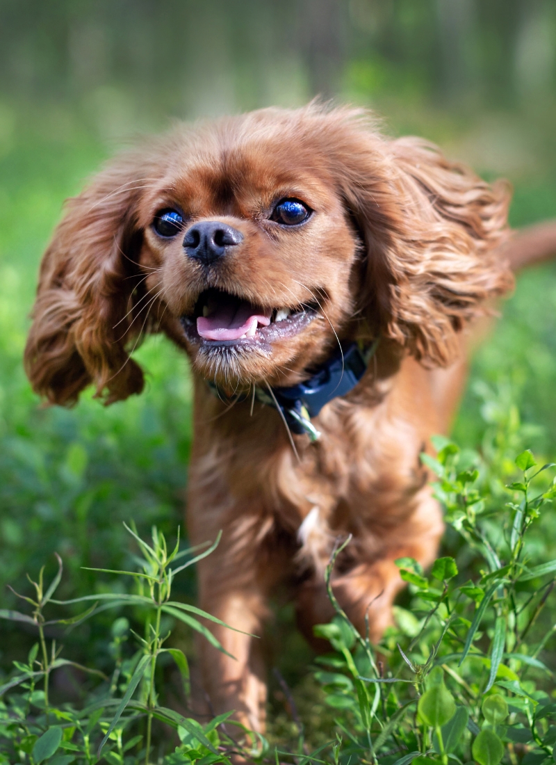 A brown dog joyfully running through a lush green field