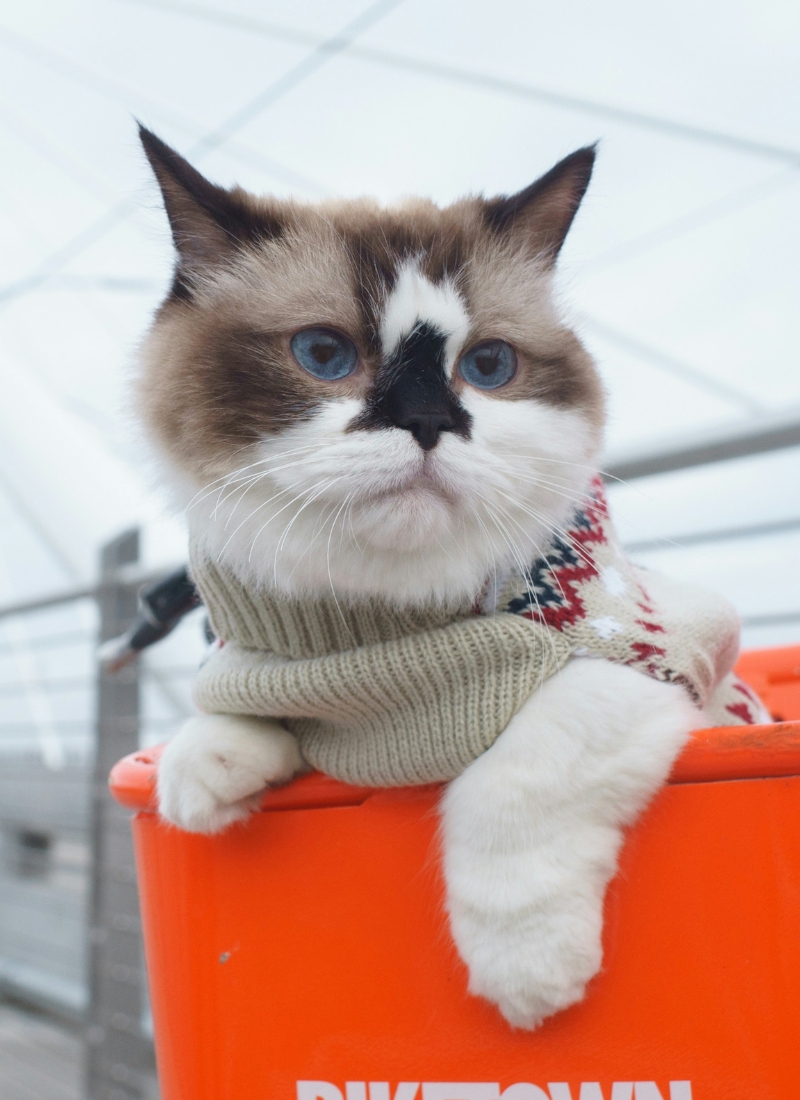 A cat in a cozy sweater perched atop an orange basket