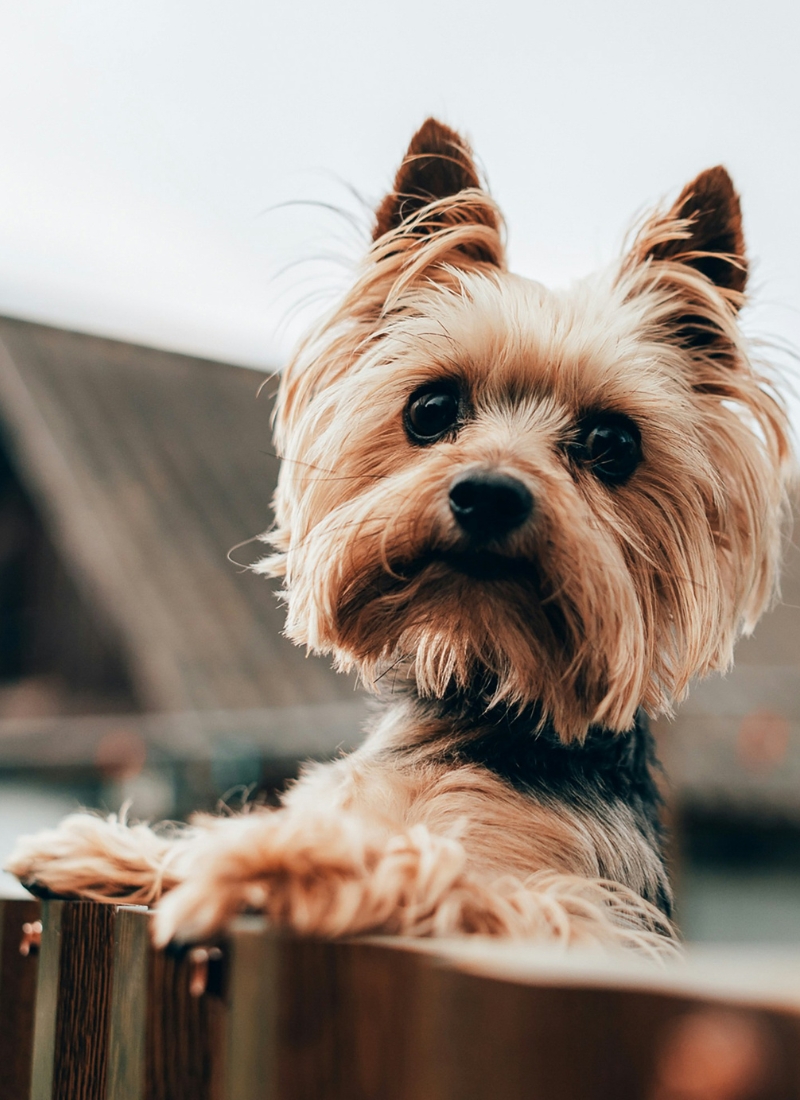 A small dog sits atop a wooden fence