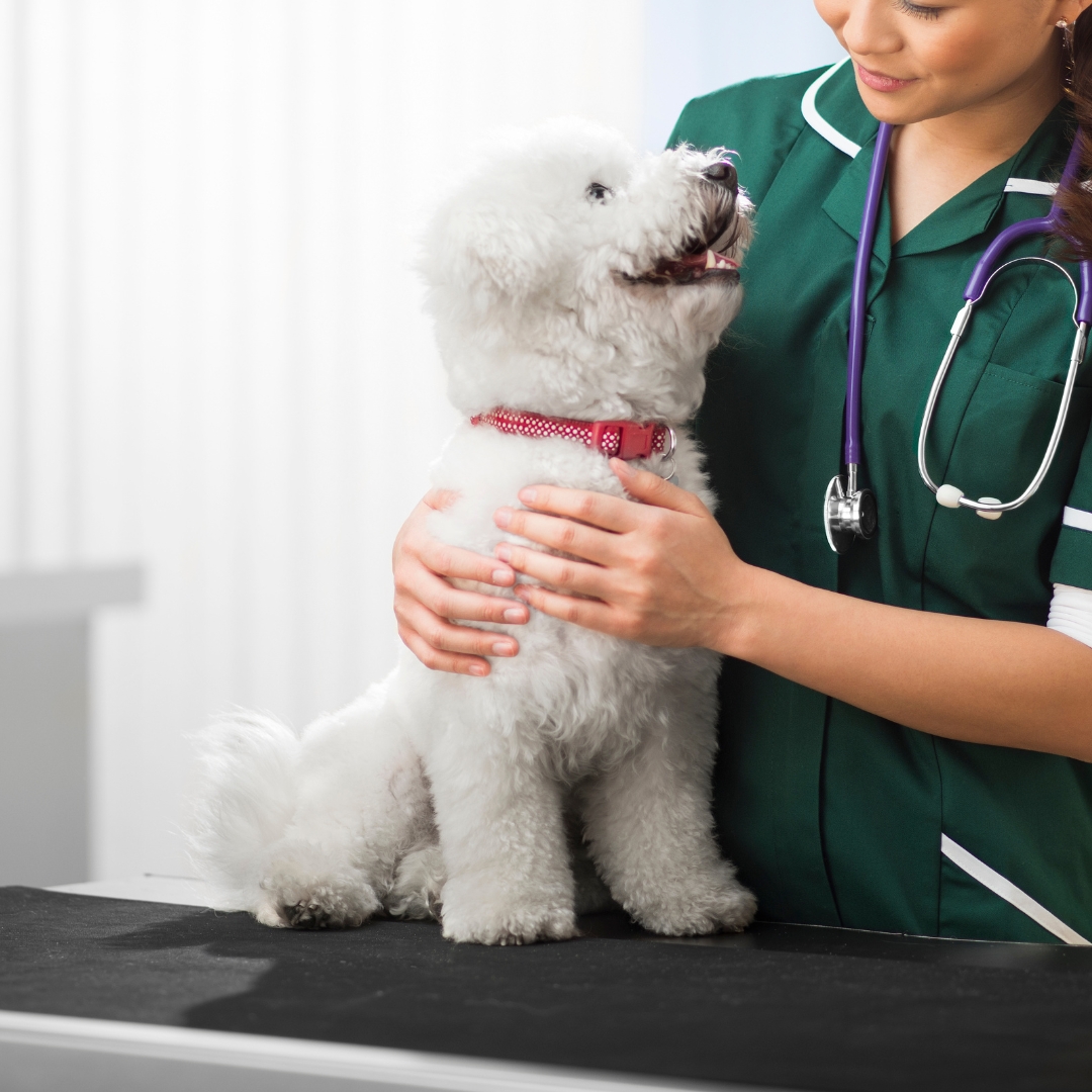 A vet gently holds a white dog