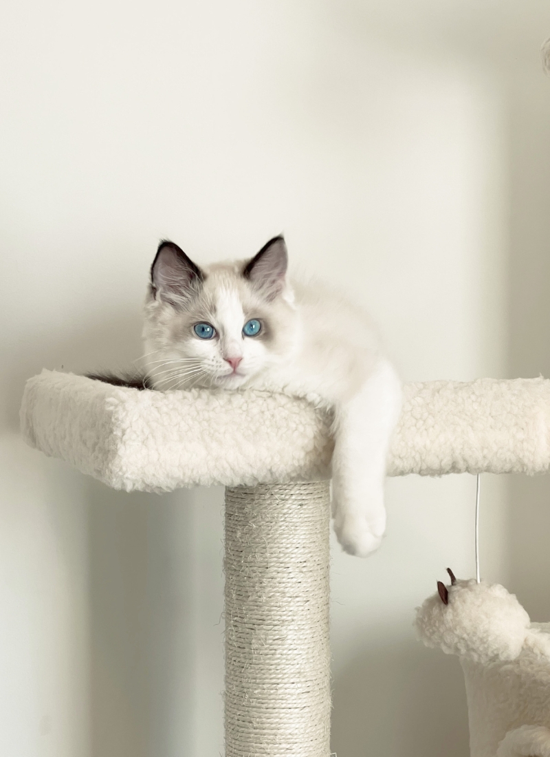 A white and gray kitten rests atop a scratching post