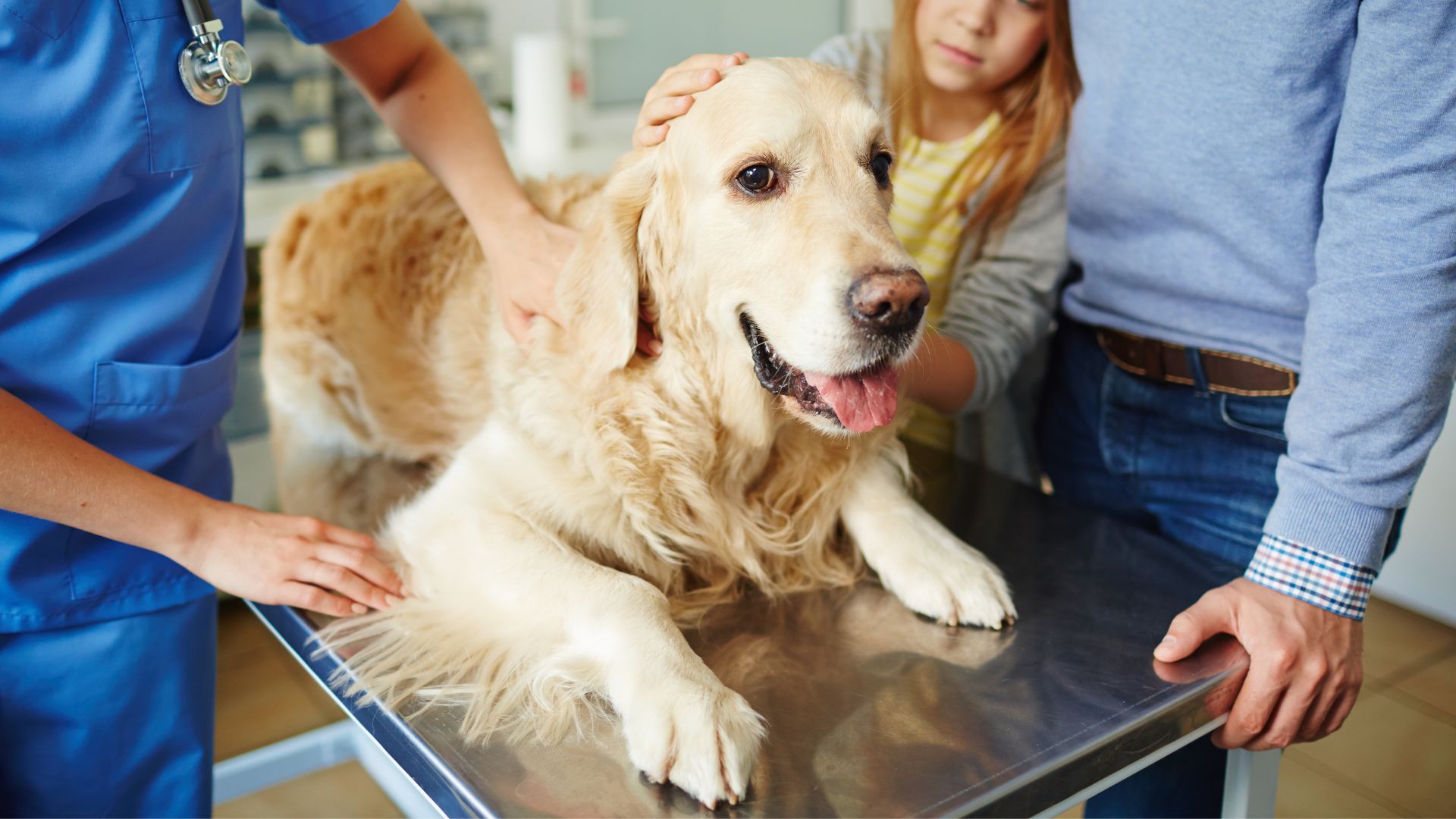 A vet examining a dog