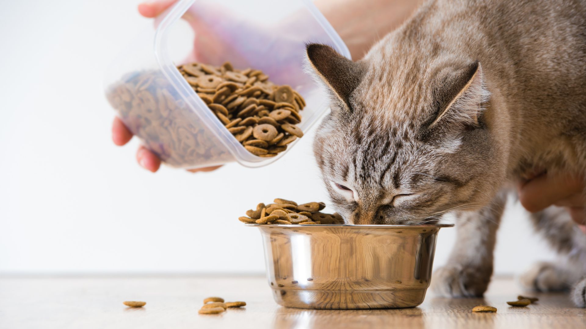 A cat happily eating from a bowl