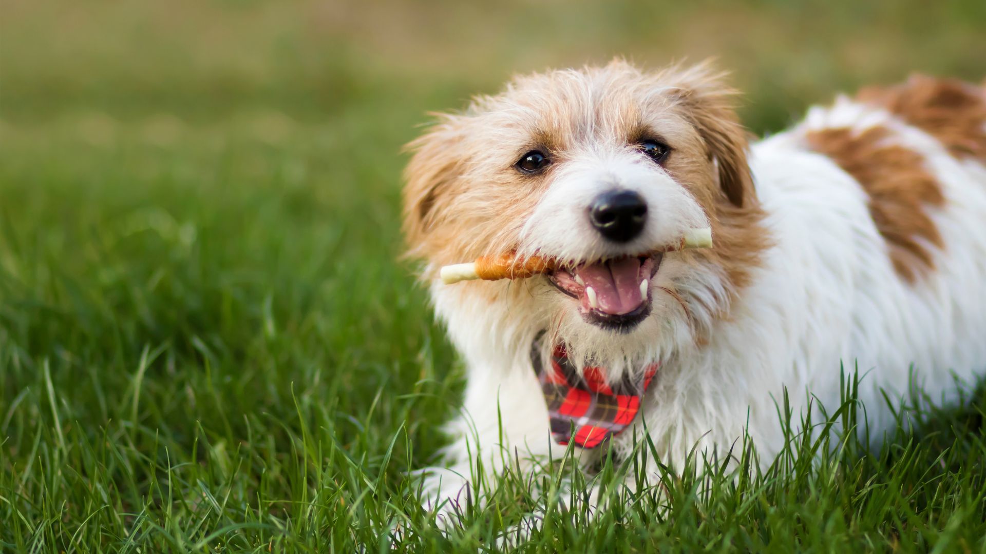 A dog joyfully carrying a stick in its mouth