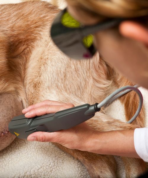 A person is giving laser therapy to a dog