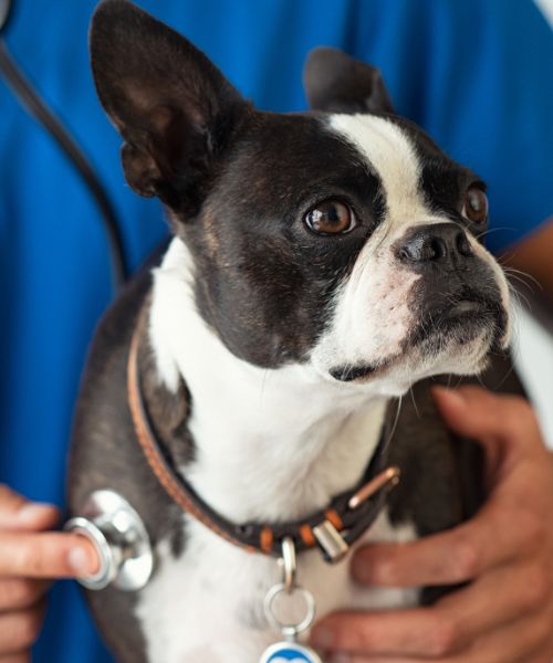 A vet examining a dog during a routine check-up