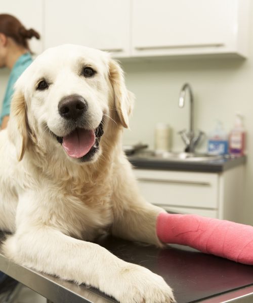 A dog with a cast on its leg sits patiently on a table