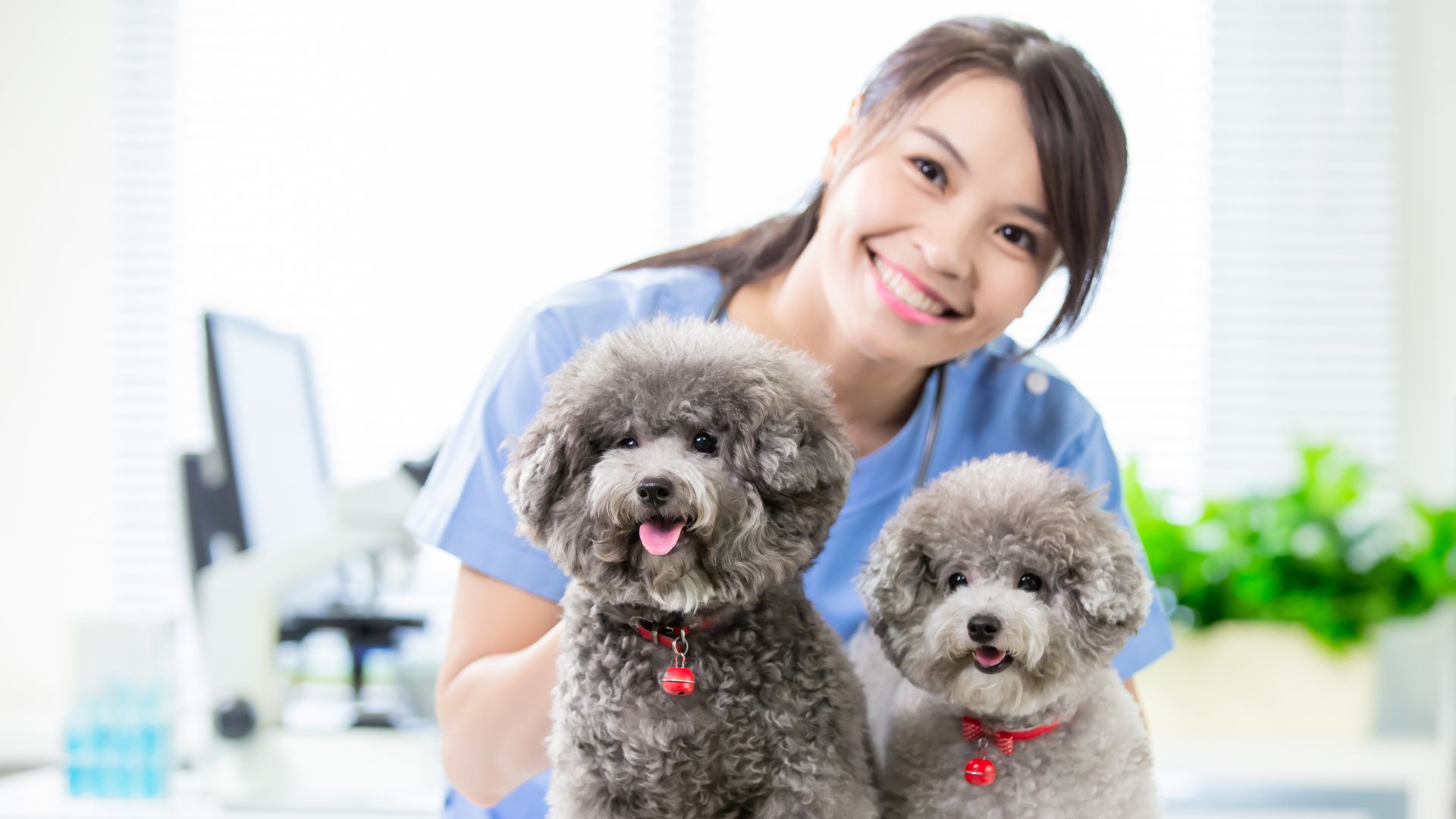 Winslow, ME Veterinary Services | Garland Road Small Animal Hospital