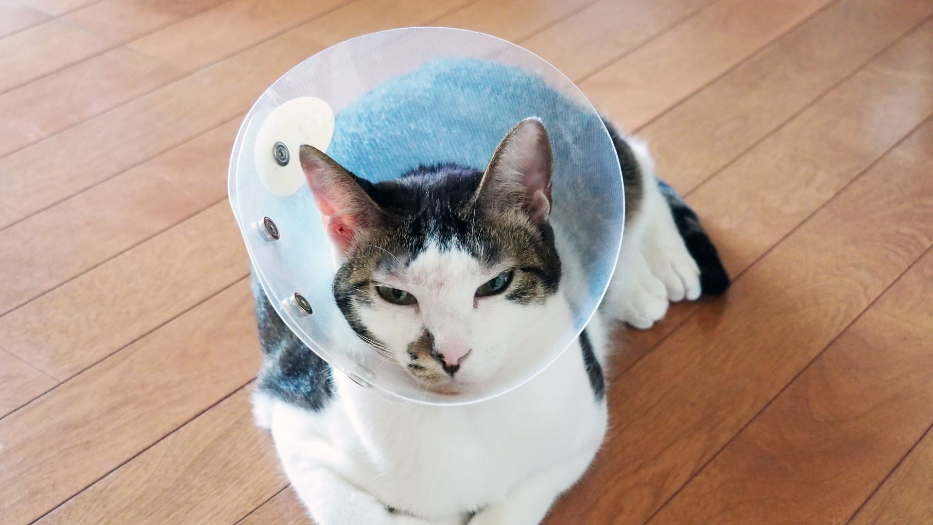 A cat wearing a cone on its head