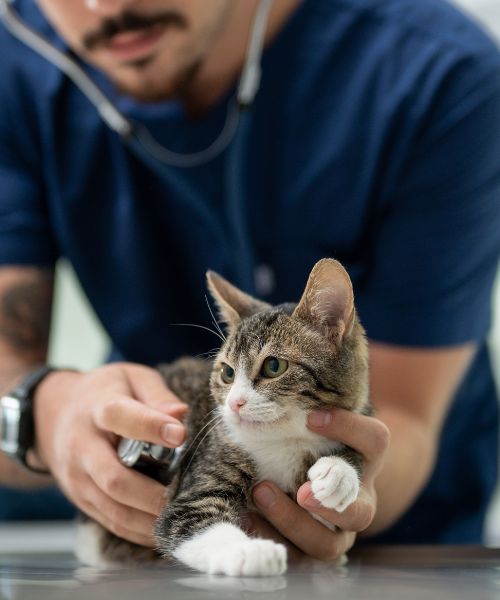 A man holds a cat gently as a vet conducts an examination